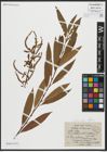 Foto von Salix alba subsp. vitellina (L.) Arcang.